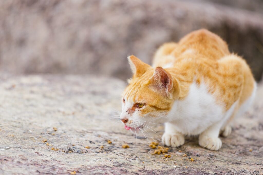 Pourquoi mon chat vomit-il de la nourriture ? - Upload Machine
